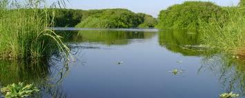 mangroves 1